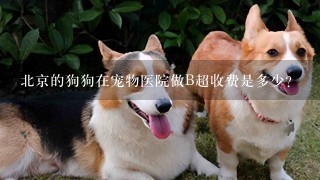 北京的狗狗在宠物医院做B超收费是多少?