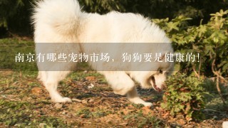 南京有哪些宠物市场，狗狗要是健康的！