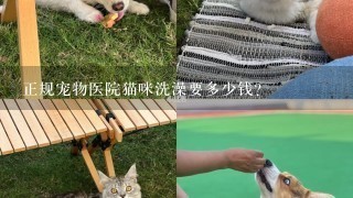 正规宠物医院猫咪洗澡要多少钱?