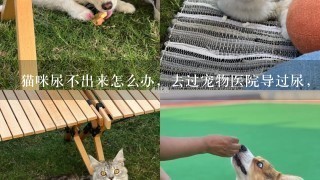 猫咪尿不出来怎么办，去过宠物医院导过尿，回来两3天又尿不出