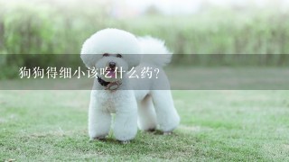 狗狗得细小该吃什么药？