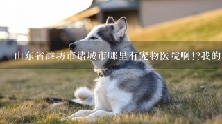 山东省潍坊市诸城市哪里有宠物医院啊!?我的猫咪吐黄