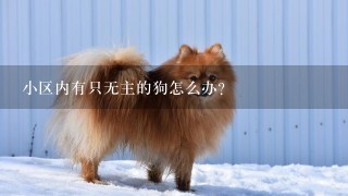 小区内有只无主的狗怎么办?