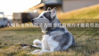 大嘴狗宠物医院是否需要提前预约才能获得治疗或其他帮助？