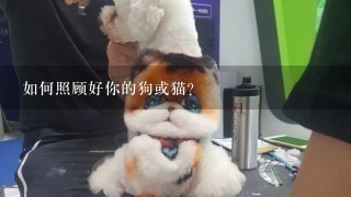 如何照顾好你的狗或猫？