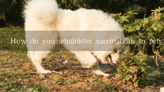 How do you administer vaccinations to pets?