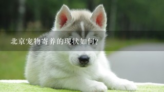 北京宠物寄养的现状如何?