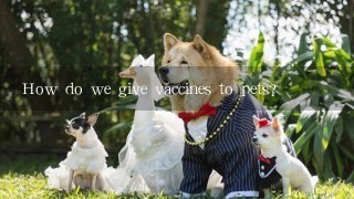 How do we give vaccines to pets?